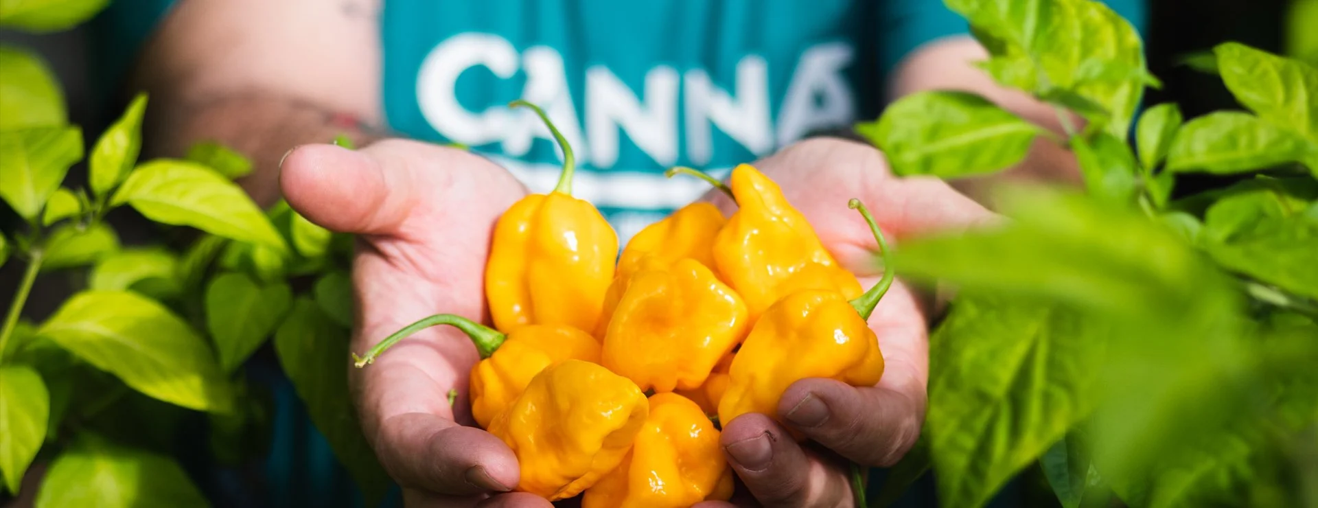 Harvested peppers in a CANNA cultivation setting